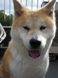 ぽぽみ店長 アップ ひさしぶりのお店番2008.5.25 .jpg