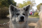 0804080 お花見のとき ちょっと緊張してるあき.jpg