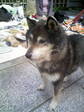 080412 しっぽ君.JPG
