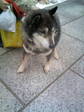 080412_しっぽ君 右向き.JPG