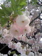 080412_護国寺 八重桜満開.JPG