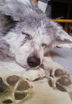 20080409本日のぐっすりあきちゃん.jpg