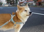 べろでちゃってるよ・・・.jpg