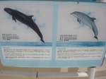 オキゴンドウとバンドウイルカ.jpg