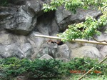 レッサーパンダ こども 2.jpg