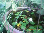 小さな綺麗な花.jpg