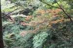 IMG_0350 紅葉.jpg