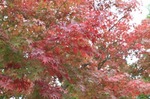 IMG_0351 紅葉2.jpg