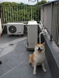 henoko 6ouendan popo.jpg